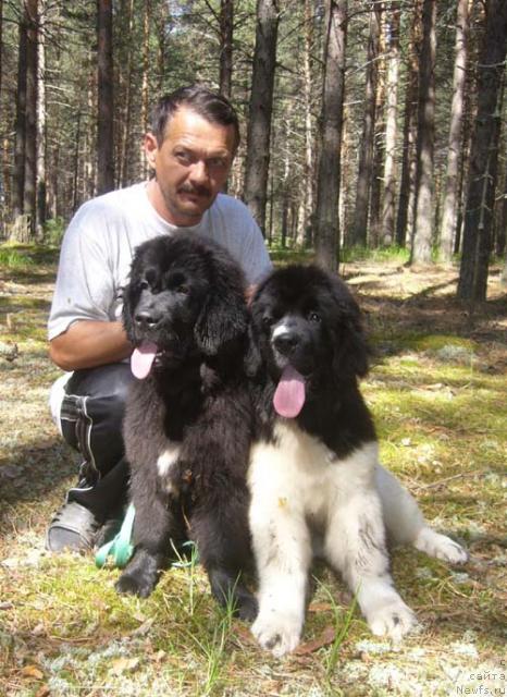 Фото: ньюфаундленд Super Premium Zheneva (Супер Премиум Женева), ньюфаундленд Super Premium Jani Monik (Супер Премиум Жани Моник), Sergey Seleznev (Сергей Селезнев)