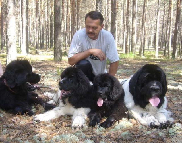 Фото: ньюфаундленд N'yufort Mlechnyiy Put' (Ньюфорт Млечный Путь), ньюфаундленд Super Premium Zheneva (Супер Премиум Женева), ньюфаундленд Super Premium Jani Monik (Супер Премиум Жани Моник), ньюфаундленд Super Bizon Baton (Супер Бизон Батон), Sergey Seleznev (Сергей Селезнев)