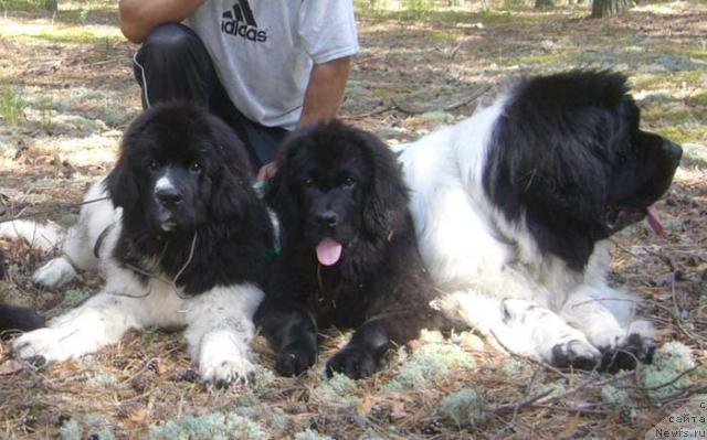 Фото: ньюфаундленд Super Premium Zheneva (Супер Премиум Женева), ньюфаундленд Super Premium Jani Monik (Супер Премиум Жани Моник), ньюфаундленд Super Bizon Baton (Супер Бизон Батон)