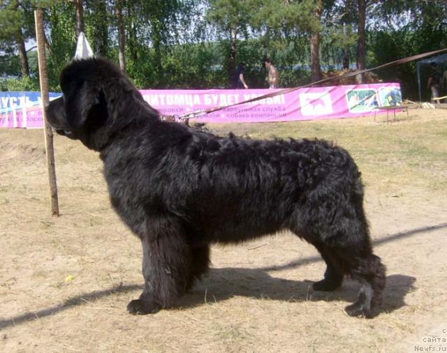 Фото: ньюфаундленд N'yufort Mlechnyiy Put' (Ньюфорт Млечный Путь)