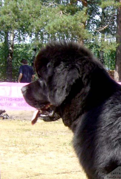 Фото: ньюфаундленд N'yufort Mlechnyiy Put' (Ньюфорт Млечный Путь)