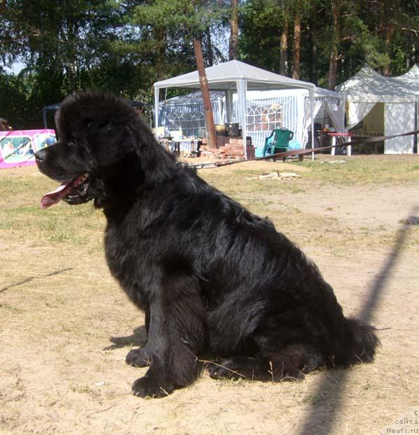 Фото: ньюфаундленд N'yufort Mlechnyiy Put' (Ньюфорт Млечный Путь)