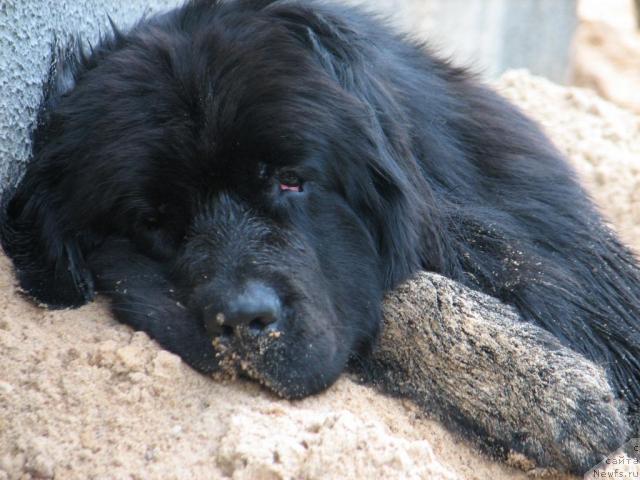 Фото: ньюфаундленд Lunnaya Krasavica (Лунная Красавица)