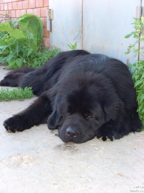 Фото: ньюфаундленд N'yufort Lunnyiy Barhat (Ньюфорт Лунный Бархат)