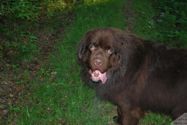 Фото: Патриот