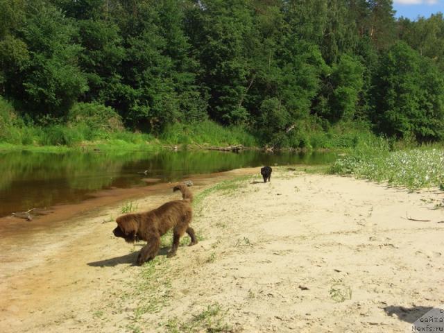 Фото: ньюфаундленд Barhatka Roskoshnaya (Бархатка Роскошная)
