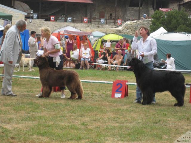Фото: ньюфаундленд Newettas Vanessa, URSINUS VOLUTUS BILLIE JEAN