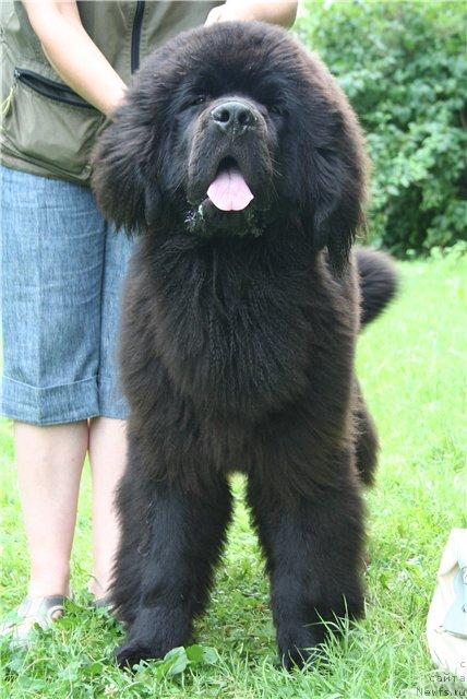 Фото: ньюфаундленд Beguschaya po Volnam Sun in My Hand (Бегущая по Волнам Сун ин Му Ханд)