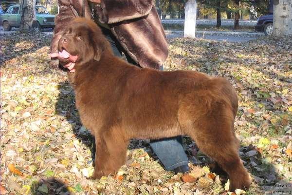 Фото: ньюфаундленд Joka Ona s Berega Dona (Ёка Она с Берега Дона)