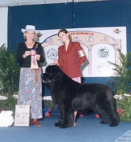 Фото: ньюфаундленд Midnight Lady's Ghost Buster