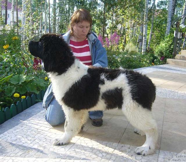 Фото: ньюфаундленд Super Premium Zhodo Ferolli (Супер Премиум Жодо Феролли)