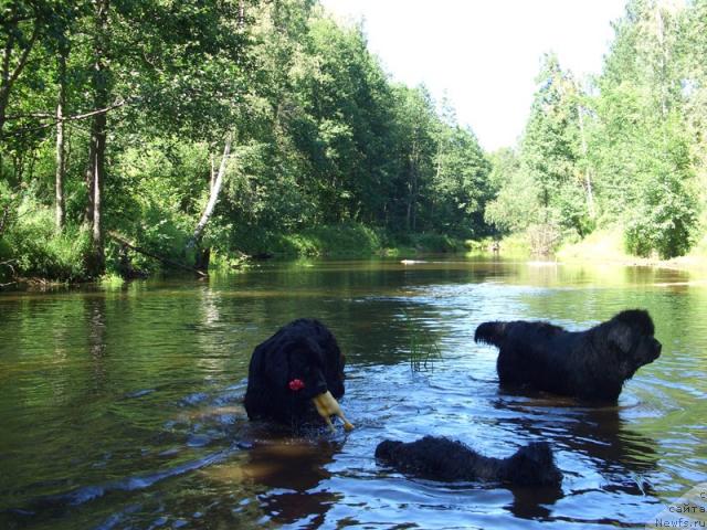 Фото: ньюфаундленд Lesnaya Skazka Lunnaya Sonata (Лесная Сказка Лунная Соната), [[d9336]