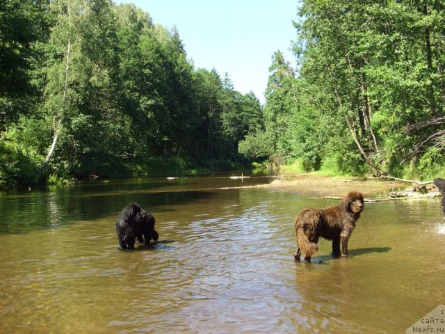 Фото: ньюфаундленд Barhatka Roskoshnaya (Бархатка Роскошная), ньюфаундленд Baryishnya (Барышня)