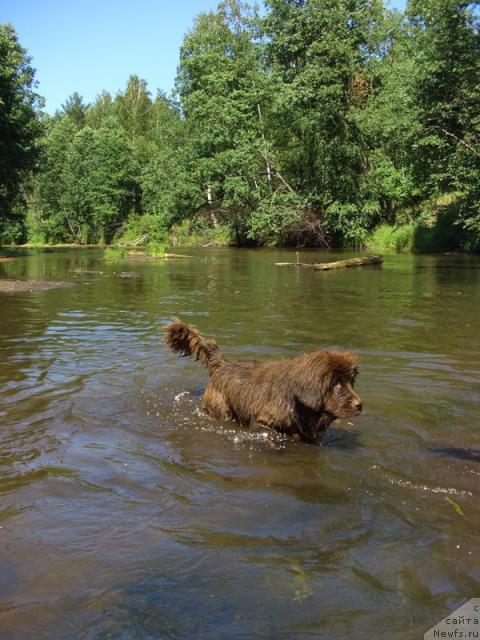 Фото: ньюфаундленд Barhatka Roskoshnaya (Бархатка Роскошная)