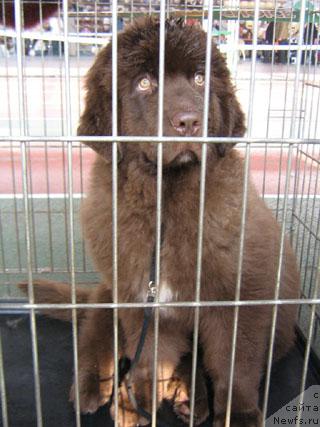 Фотография № 4602