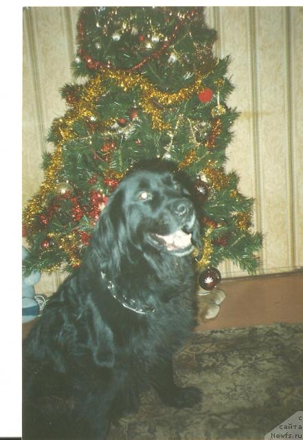 Фото: ньюфаундленд Ul'rika (Ульрика)