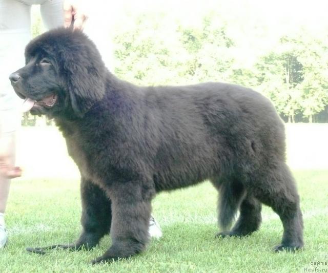 Фото: ньюфаундленд Majestic Goodsoul Newstars Giantisland (Мэджестик Гудсоул Ньюстарс Гиантисланд)