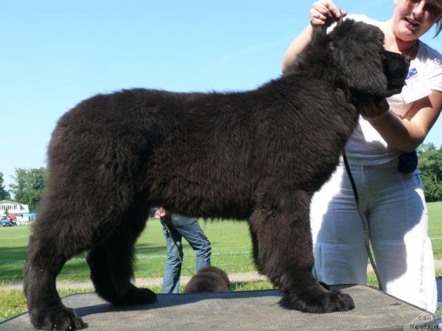 Фото: ньюфаундленд Majestic Goodsoul Newstars Giantisland (Мэджестик Гудсоул Ньюстарс Гиантисланд)