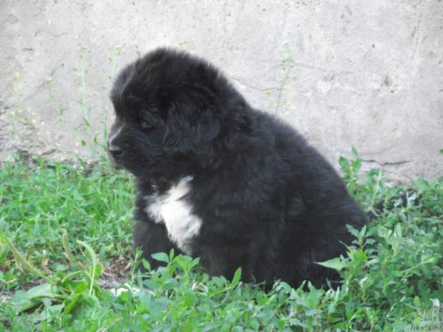 Фото: ньюфаундленд Iz Parija s Lyubov'yu (Из Парижа с Любовью)