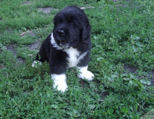 Фото: ньюфаундленд Izol'da Izbrannica Sud'byi (Изольда Избранница Судьбы)