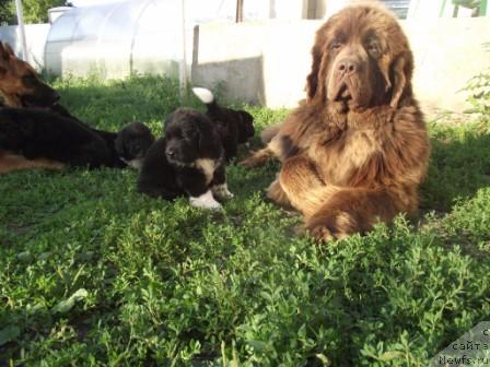 Фото: ньюфаундленд Premium Brayt (Премиум Брайт)