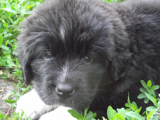 Фото: ньюфаундленд Iz Parija s Lyubov'yu (Из Парижа с Любовью)