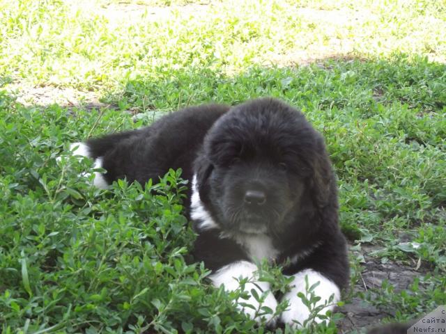 Фото: ньюфаундленд Izol'da Izbrannica Sud'byi (Изольда Избранница Судьбы)