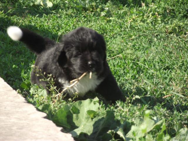 Фото: ньюфаундленд Ikona Stilya (Икона Стиля)