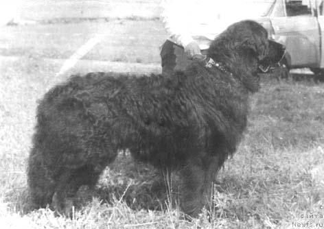 Фото: ньюфаундленд Virtus (Виртус)