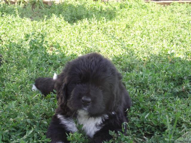 Фото: ньюфаундленд Ikona Stilya (Икона Стиля)