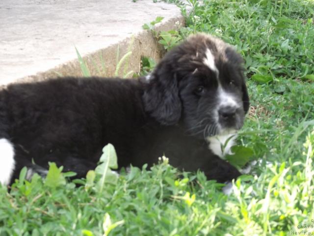 Фото: ньюфаундленд Ivanushka Interneshnl (Иванушка Интернешнл)