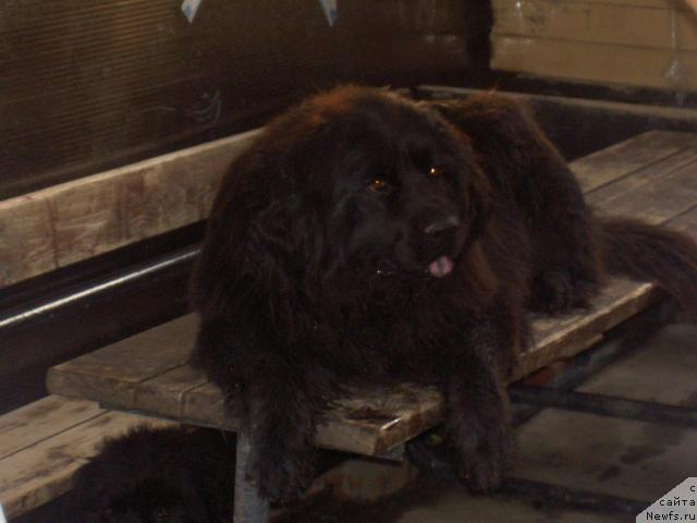Фото: ньюфаундленд Vaselinda (Васелинда)