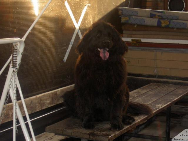 Фото: ньюфаундленд Vaselinda (Васелинда)