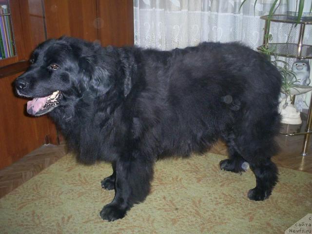 Фото: ньюфаундленд Tina CHezarina (Тина Чезарина)