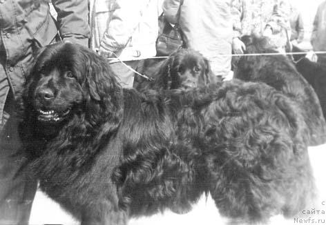 Фото: ньюфаундленд Dan SHeyz (Дан Шейз)