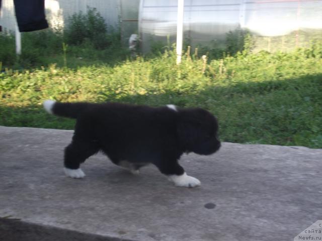 Фото: ньюфаундленд Iolanta Boginya Lyubvi (Иоланта Богиня Любви)