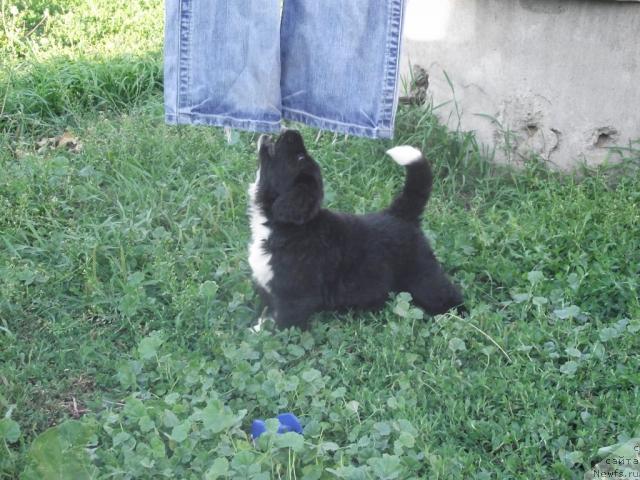 Фото: ньюфаундленд Ikona Stilya (Икона Стиля)