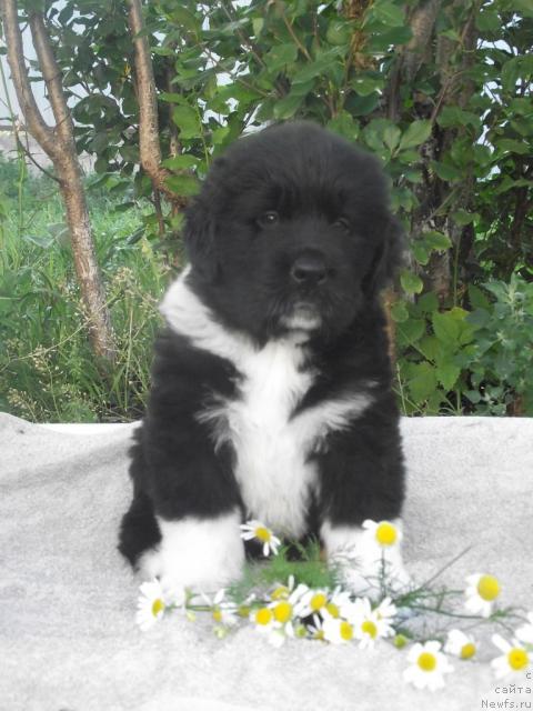 Фото: ньюфаундленд Izol'da Izbrannica Sud'byi (Изольда Избранница Судьбы)