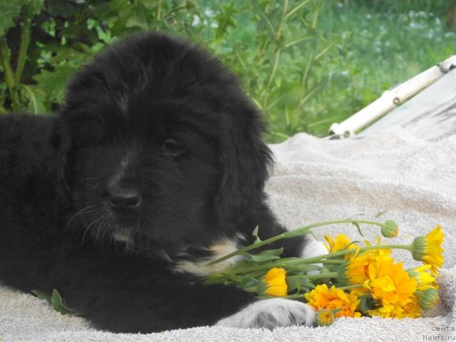 Фото: ньюфаундленд Iz Parija s Lyubov'yu (Из Парижа с Любовью)