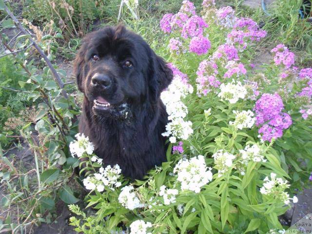 Фото: ньюфаундленд Aquatoriya Kelvin Inspirit Life (Акватория Келвин Инспирит Лайф)