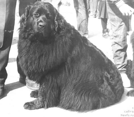 Фото: ньюфаундленд YAn YEst YEsta (Ян Эст Эста)