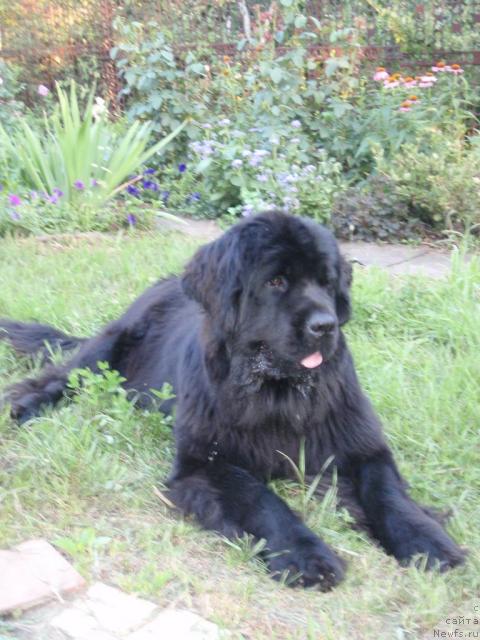 Фото: ньюфаундленд Aquatoriya Kelvin Inspirit Life (Акватория Келвин Инспирит Лайф)