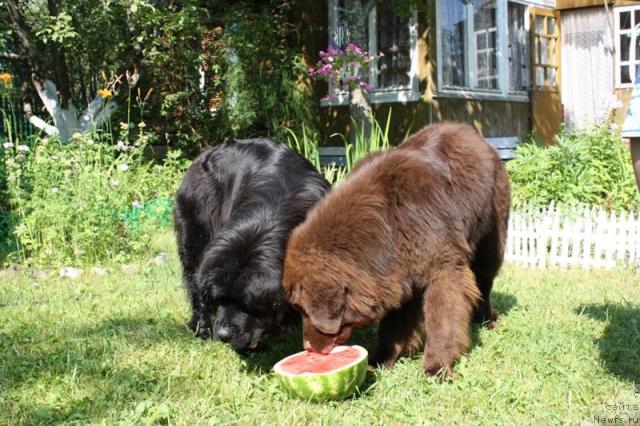 Фото: ньюфаундленд CHansi iz Zolotogo Treugol'nika (Чанси из Золотого Треугольника), ньюфаундленд Chernyi Sharm Angel'skaya Krasota (Черный Шарм Ангельская Красота)