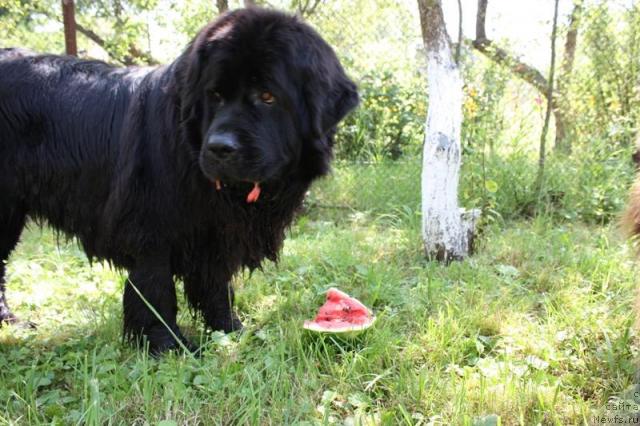 Фото: ньюфаундленд CHansi iz Zolotogo Treugol'nika (Чанси из Золотого Треугольника)