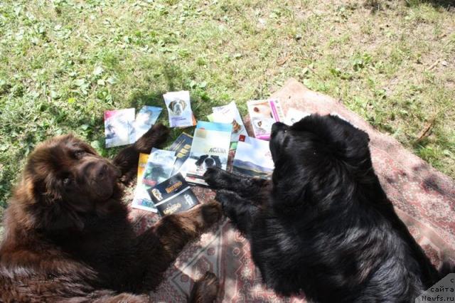 Фото: ньюфаундленд Chernyi Sharm Angel'skaya Krasota (Черный Шарм Ангельская Красота), ньюфаундленд CHansi iz Zolotogo Treugol'nika (Чанси из Золотого Треугольника)