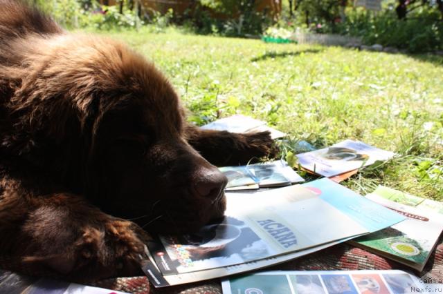 Фото: ньюфаундленд Chernyi Sharm Angel'skaya Krasota (Черный Шарм Ангельская Красота)