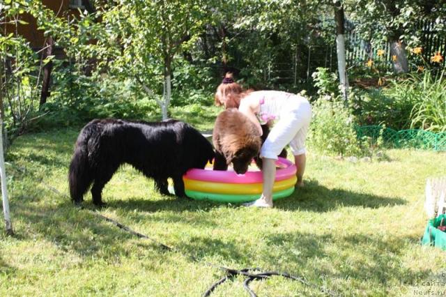 Фото: ньюфаундленд Chernyi Sharm Angel'skaya Krasota (Черный Шарм Ангельская Красота)