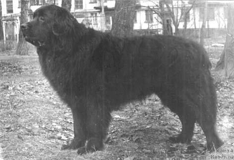 Фото: ньюфаундленд Vyelfrid Ank'yuyer (Вэлфрид Анкьюэр)