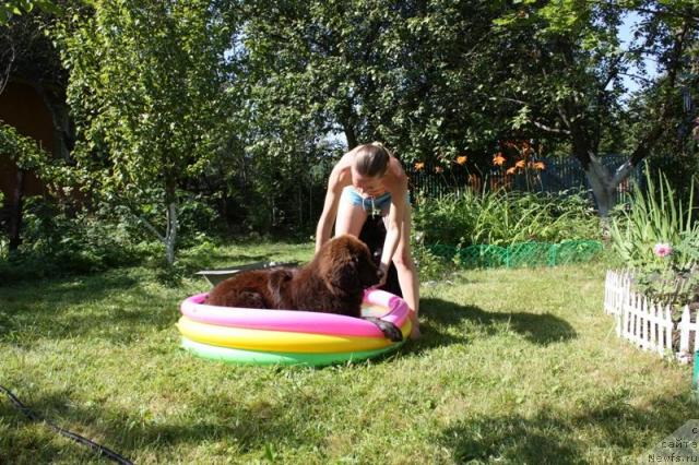 Фото: ньюфаундленд Chernyi Sharm Angel'skaya Krasota (Черный Шарм Ангельская Красота)