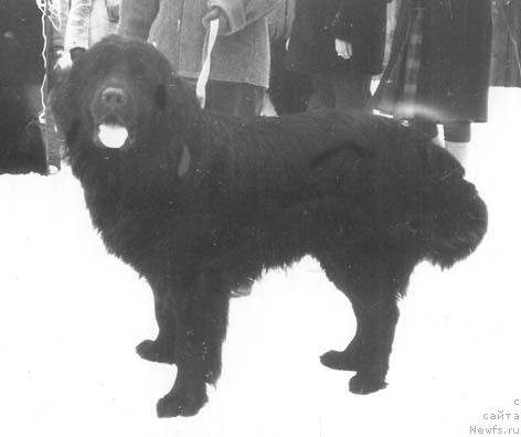 Фото: ньюфаундленд YAson Deness of Layf Seyver (Ясон Денесс оф Лайф Сейвер)